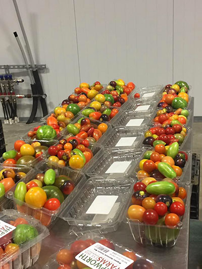 Baby Heirloom Tomatoes in Clamshells