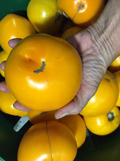 Carolina Gold Tomatoes