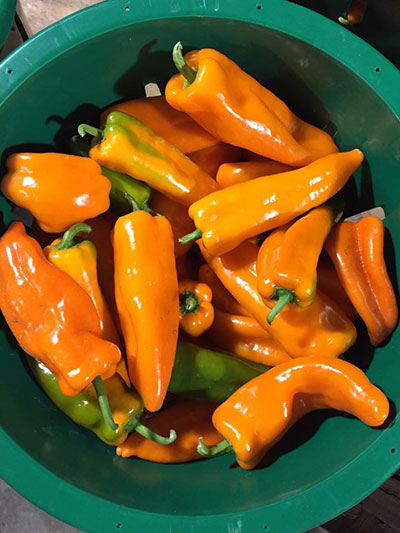 Orange Frying Peppers