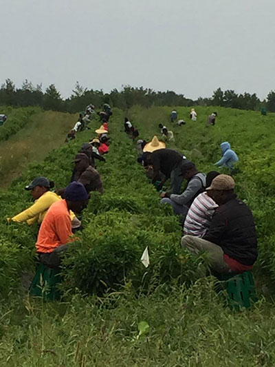 Picking Peppers