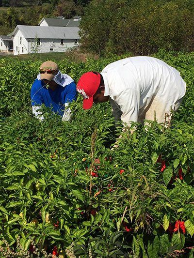 Picking Peppers