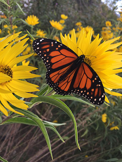 butterfly on flower