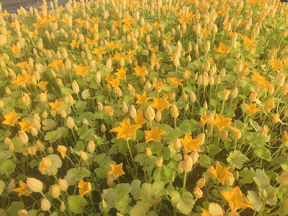 Squash Flowers