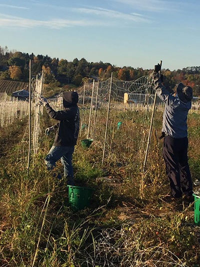 Taking Down the Cherry Tomato Trellises