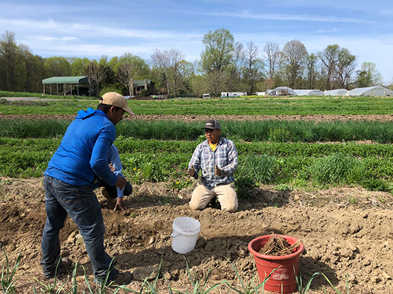 Asparagus Planting