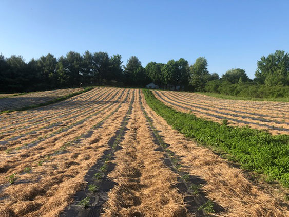 Straw Mulch