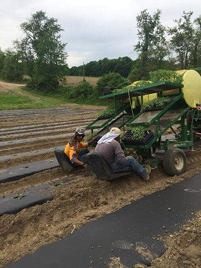 Planting Tomatoes