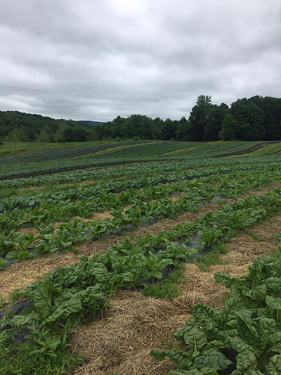 Field of Greens