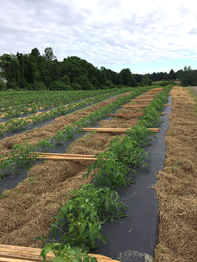 wood stakes for tomato field