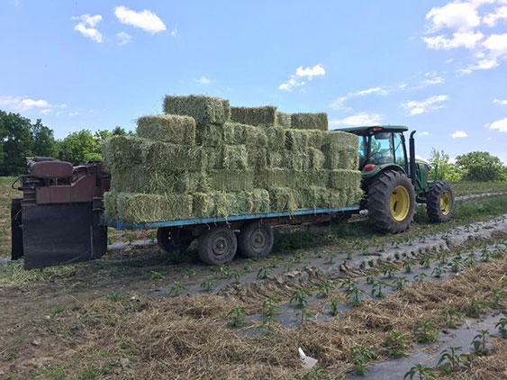 Straw Mulcher