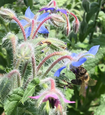 Busy bee at flower