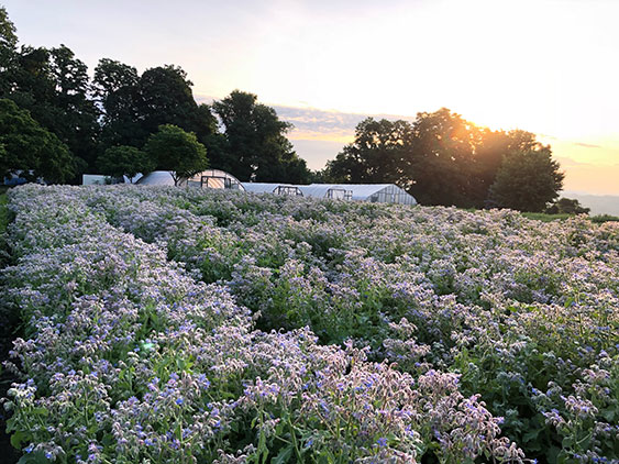 borage field