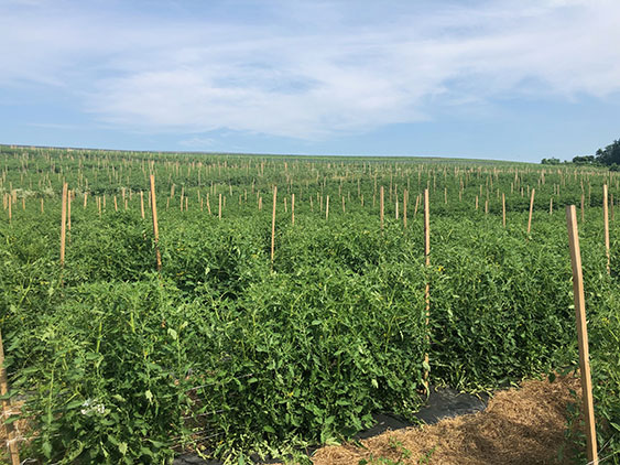 tomato field