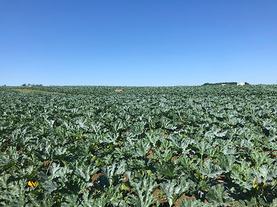 Zucchini field