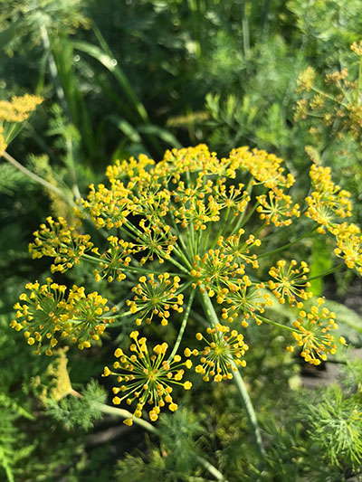 Flowering Dill