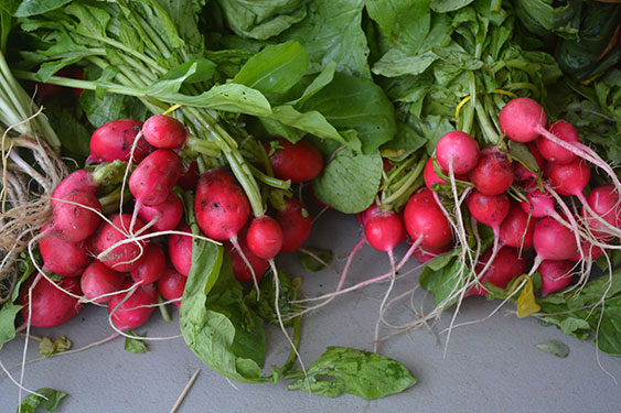 radishes