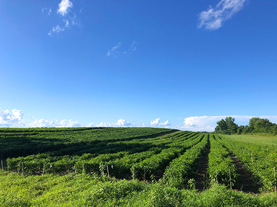 blue skies over produce field