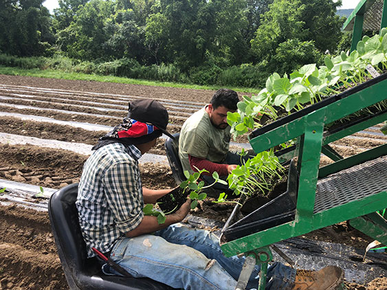 men on planting machine