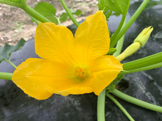 squash flower