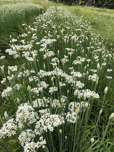 Garlic chives