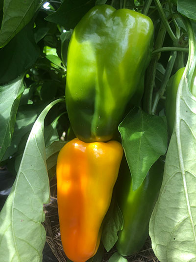 peppers