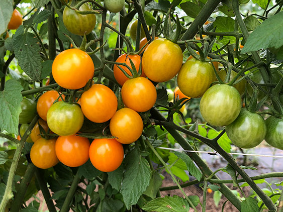 tomatoes