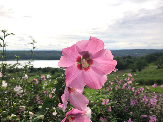 Rose of Sharon