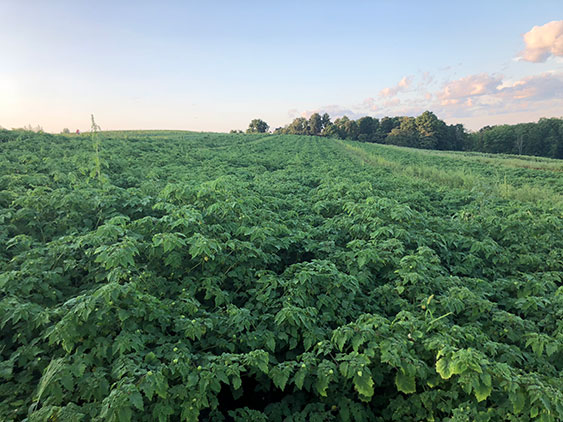 Ground Husk Cherry Field