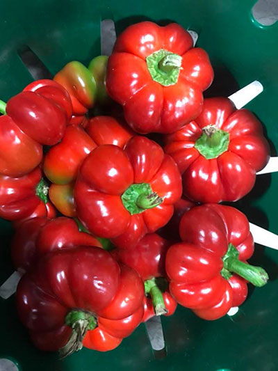 Round of Hungary Peppers