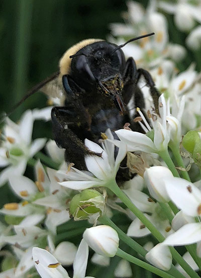 Bee collecting pollen