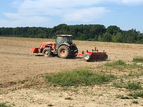 Mustard Seed for Cover Crop