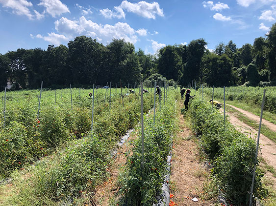 Picking Crops