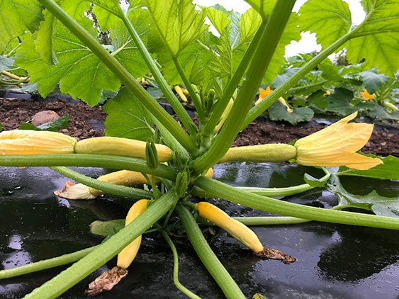 Closeup of Squash