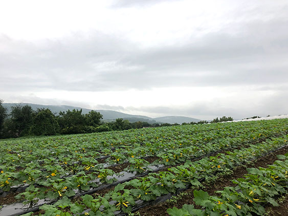 Squash Field