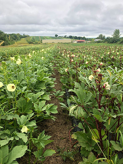 Okra Field