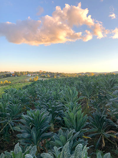 Lacinato Kale