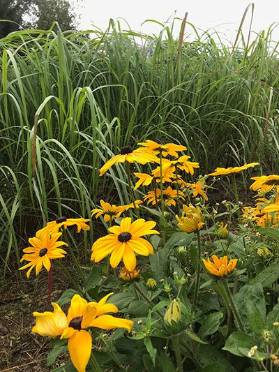 Flowers on the farm