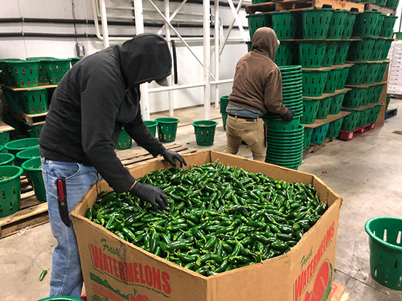 Jalapeños