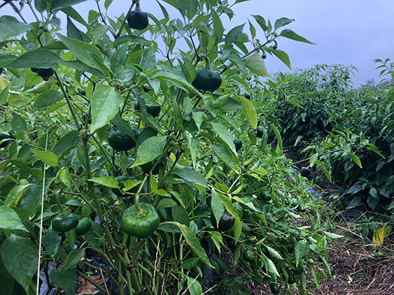 Pepper field