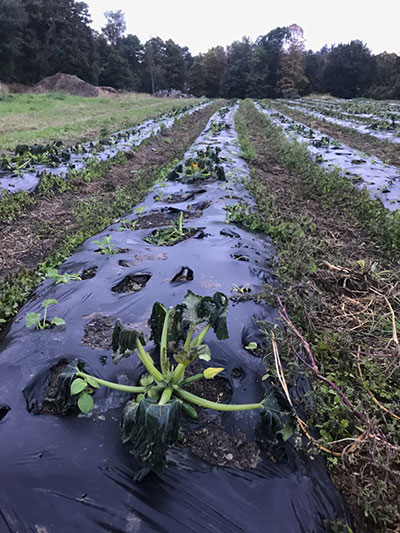 Frost hits fields