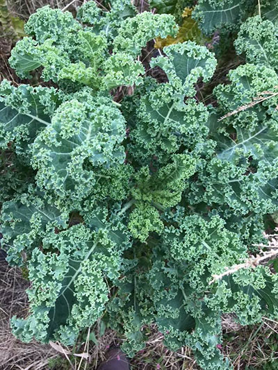 kale