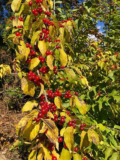 Fall Berries