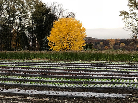 Lettuce Field