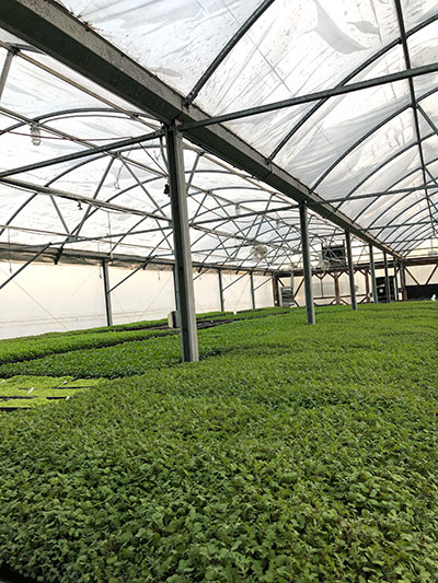 Kale in the greenhouse