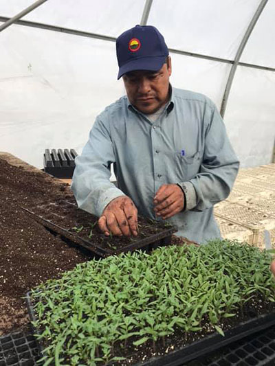 planting seedlings