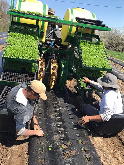 planting lettuce