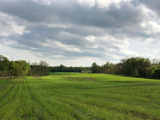 Field View