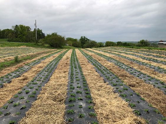 kale field