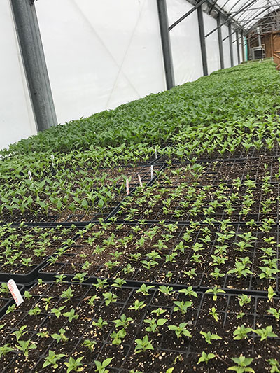 Tomato seedlings