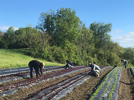 Weeding Lettuce